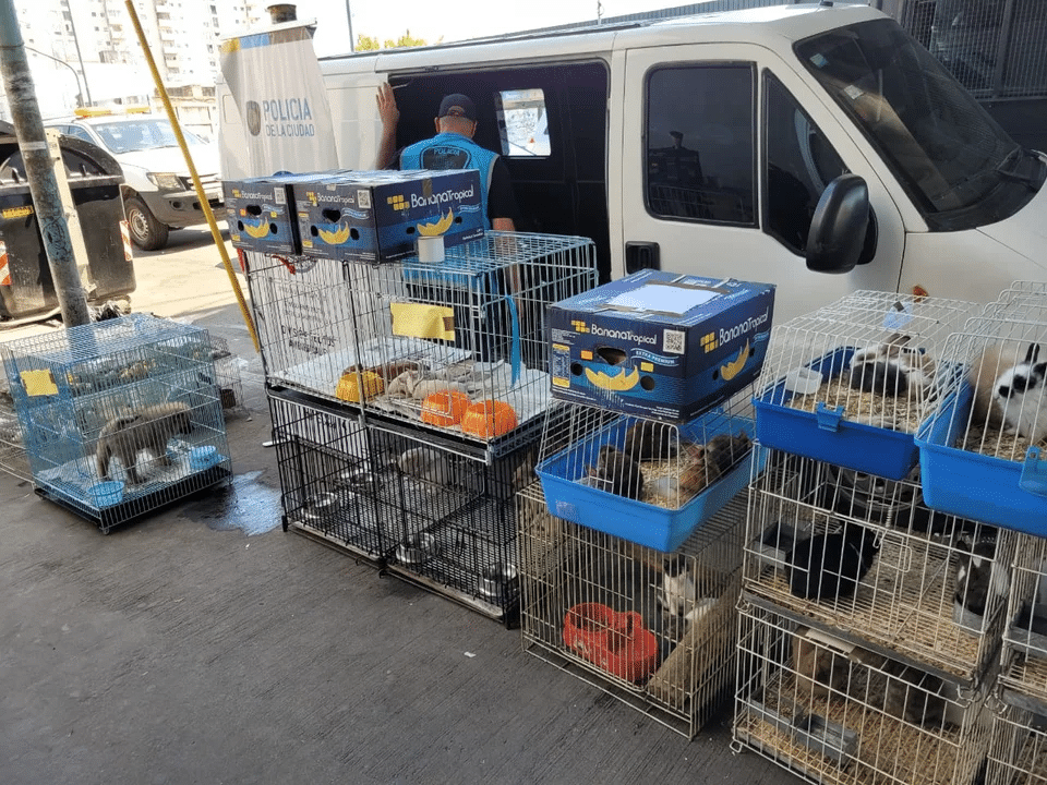 Maltrato y comercio ilegal en la feria de Pompeya: rescataron más de 150 animales