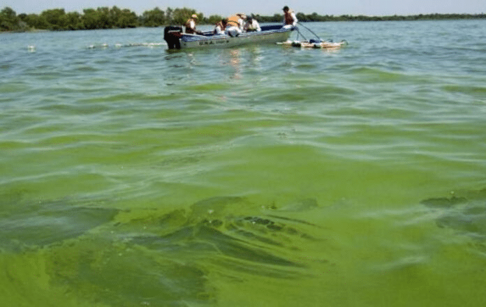 Río Uruguay cianobacterias