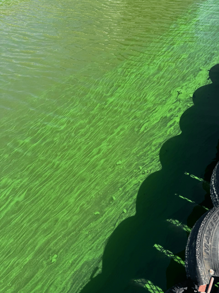 Río Uruguay cianobacterias