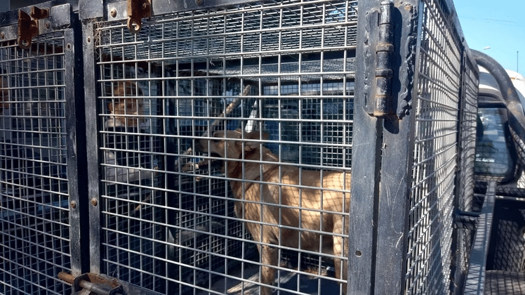rescataron un perro Soki 