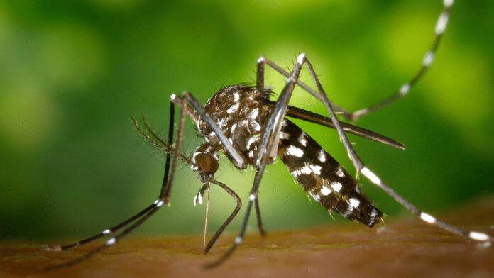 Dengue: 40 municipios bonaerenses se sumarán a la Red Nacional de Vigilancia Entomológica