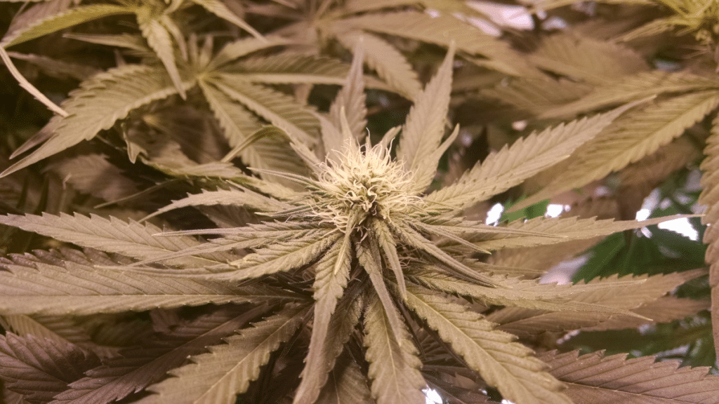 amenazas en alvear marihuana