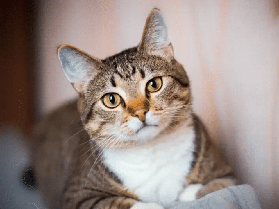 Día del Gato: ¿por qué se celebra el 20 de febrero?