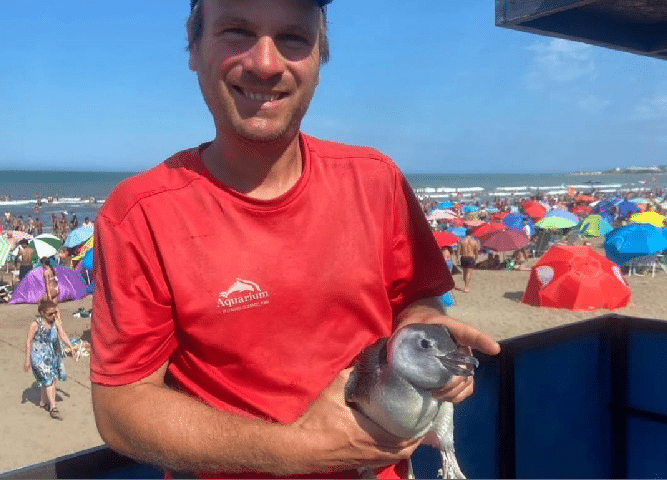 Guardavidas de Punta Mogotes rescataron a un pingüino herido