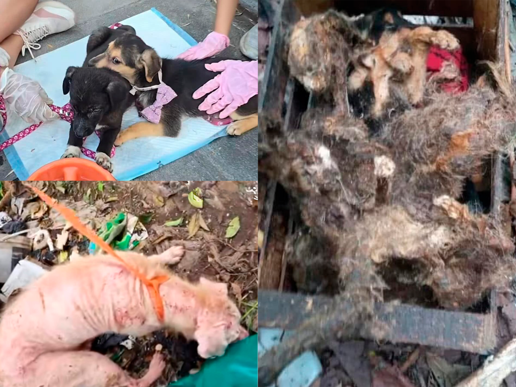 perros maltrarados en Ramos Mejía animales
