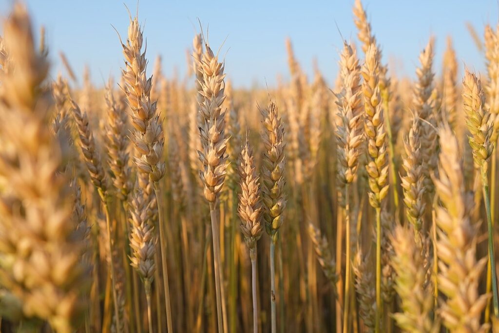 El trigo gana protagonismo pese a márgenes ajustados y demoras en la cosecha de soja