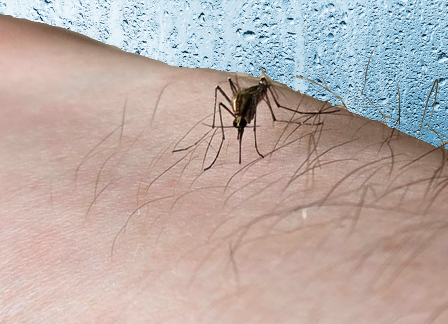 Humedad Mosquitos San Nicolás. Valentín Cúneo.
