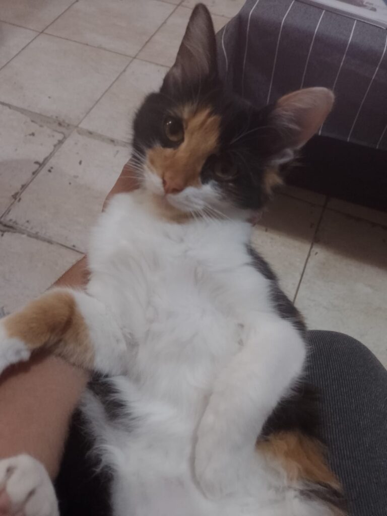 Día del Animal en este 29 de abril: las mascotas de los nicoleños 
