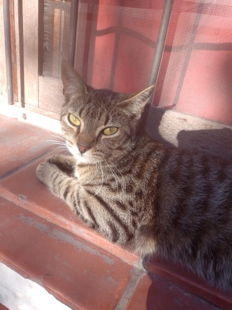 día animal Albarracín