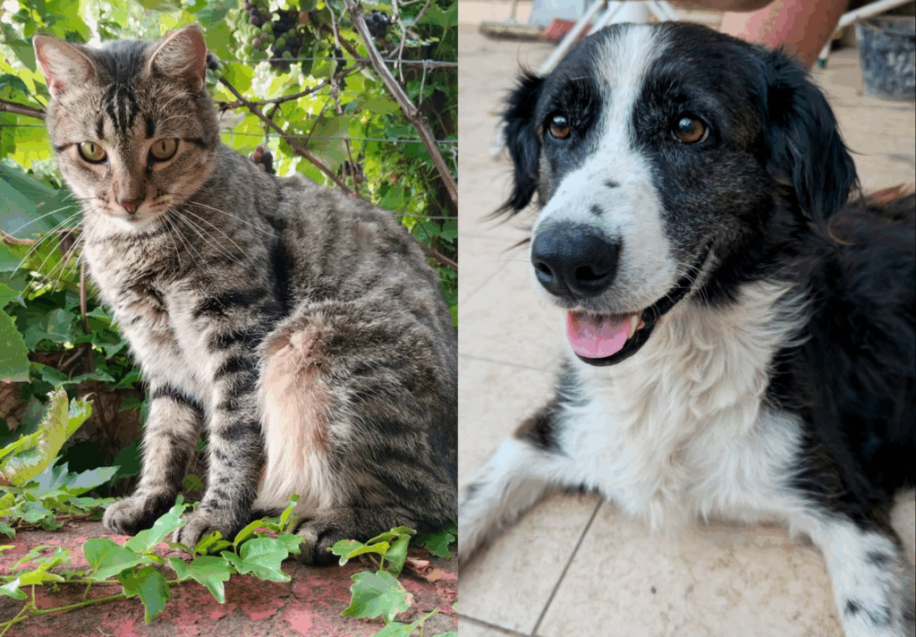 Se celebra el Día del Animal en este 29 de abril: las mascotas de los nicoleños