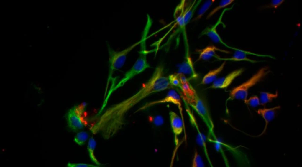 terapia de origen biológico conicet