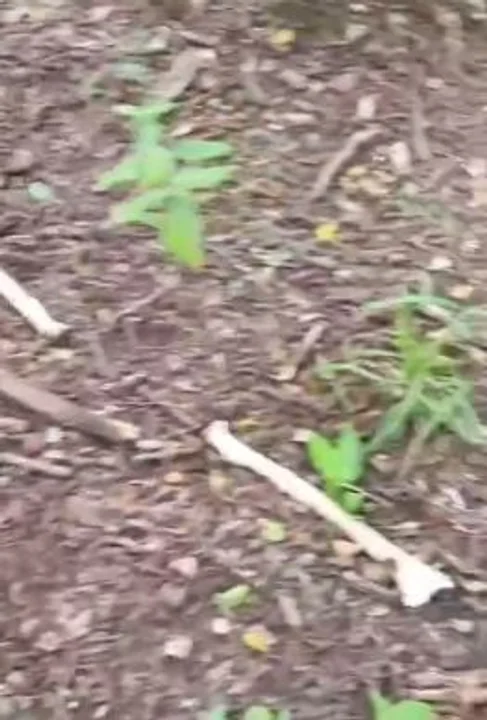 Horror en Salta: encontraron restos óseos humanos en un monte