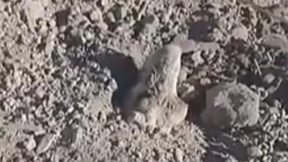perro