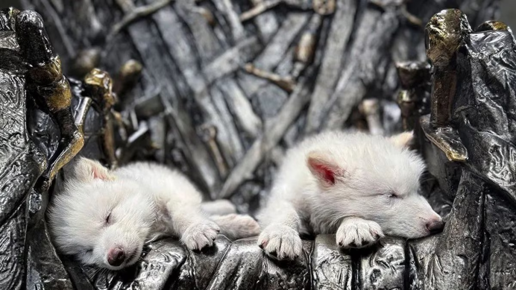 Logran volver a la vida una especie de lobo americano que vivió hasta hace 10.000 años