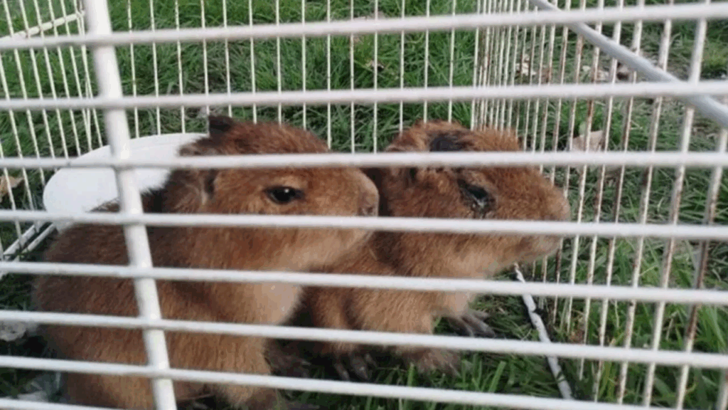 Pueblo Esther: rescatan carpinchos bebés que estaban a punto de convertirse en milanesas de capibara