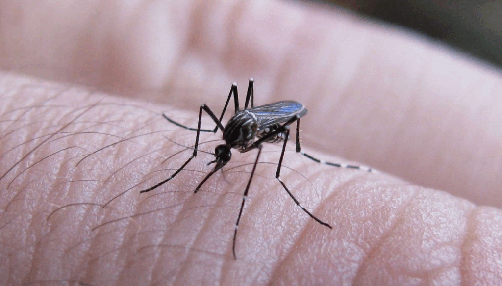Confirman dos casos de dengue en Ramallo y ya son 16 en total