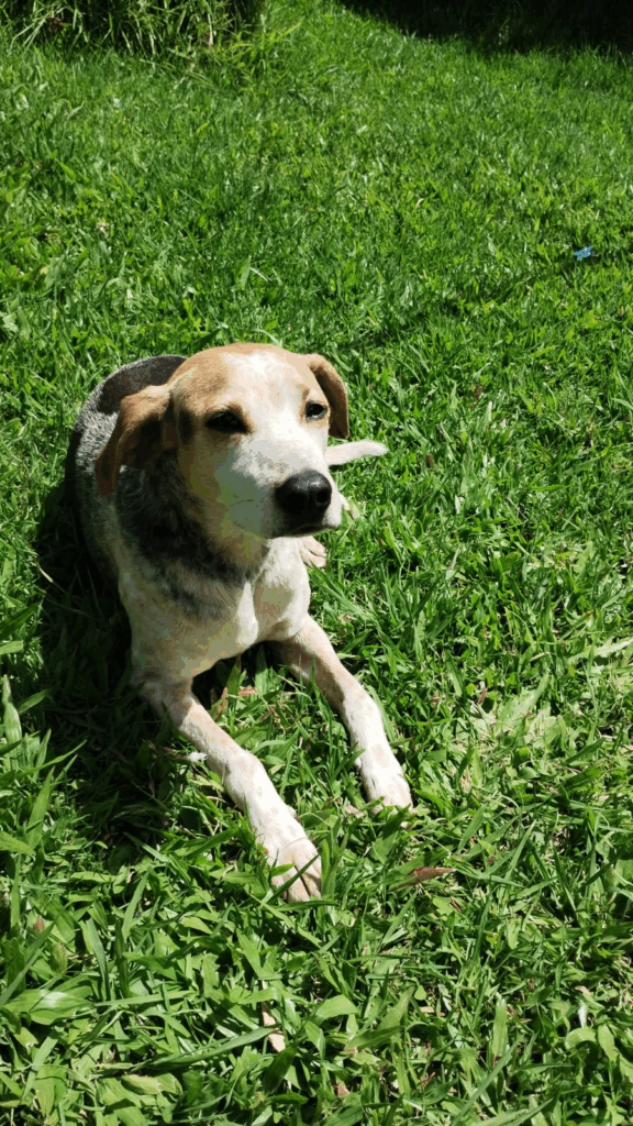 adopción