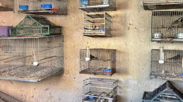 Rescataron casi 100 aves exóticas en Córdoba: estaban en cautiverio en casas de Santa Rosa de Calamuchita