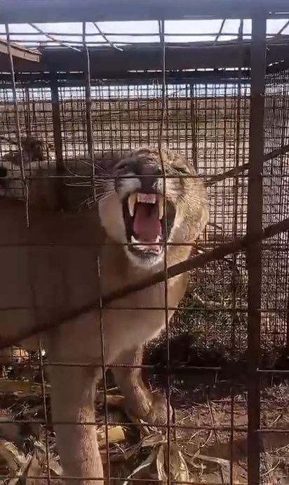 pumas