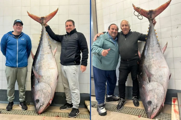 Pescaron un impresionante ejemplar de atún de 165 kilos cerca de Mar del Plata