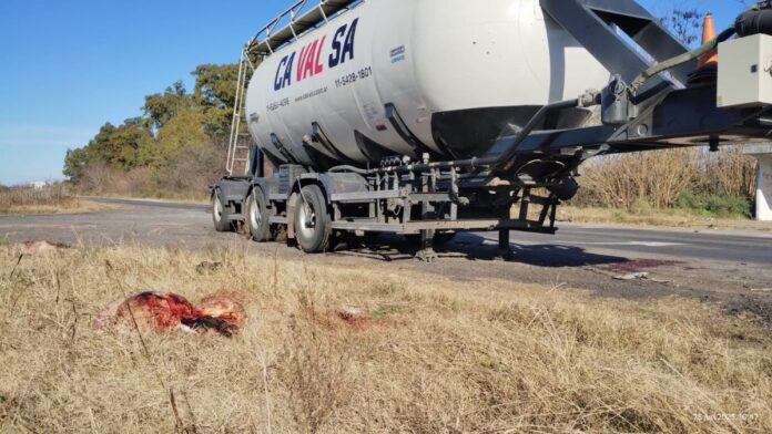 Luján: un camión embistió y mató a ocho vacas en la Ruta Provincial 47