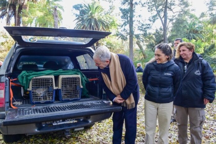 Bioparque de La Plata: liberaron a dos zorras grises en el Paisaje Protegido Arroyo El Pescado