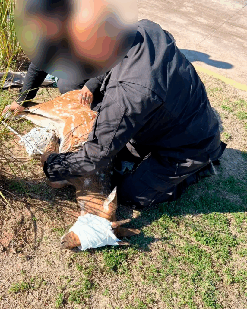 Villa Constitución: hallaron un ciervo herido en la Zona Franca y lo trasladarán a una ONG