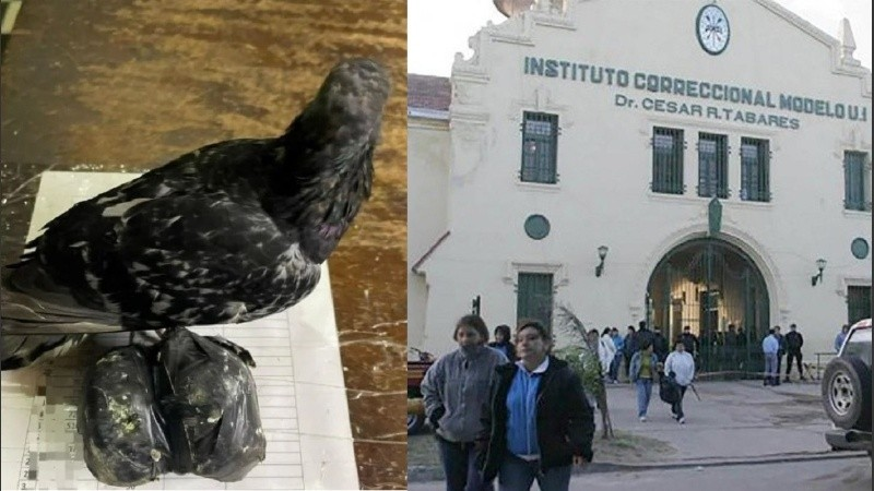 Santa Fe: otra “narcopaloma” apareció en Coronda con droga en su pata