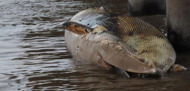 ballena apareció muerta costa