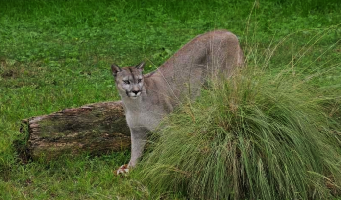 Terror entre los vecinos de La Reja por la presencia de un puma suelto: mató cerdos, patos y perros