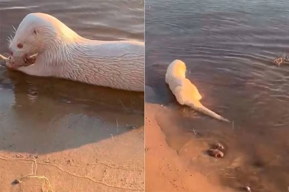 lobo de río albino en Entre Ríos santa elena