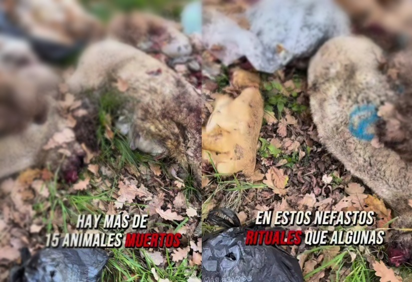 animales muerto en el Parque Pereyra Iraola rituales
