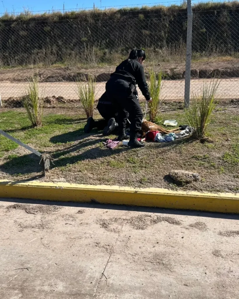 Villa Constitución: hallaron un ciervo herido en la Zona Franca y lo trasladarán a una ONG