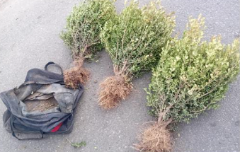 zona oeste hombres que robaban las plantas