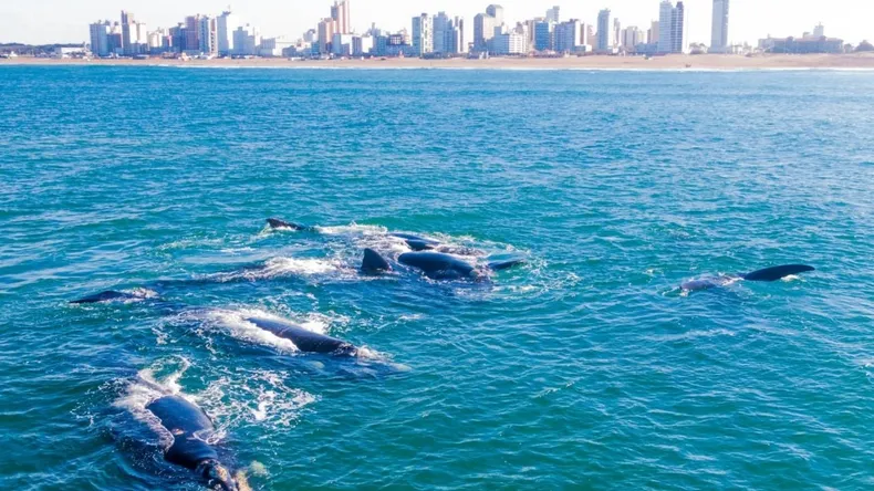 La temporada de ballenas en Argentina atraviesa un momento único