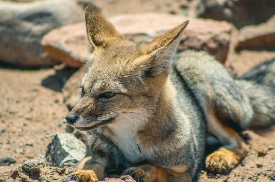 Rescatan a un zorro gris en el centro de La Plata y lo trasladan al Bioparque