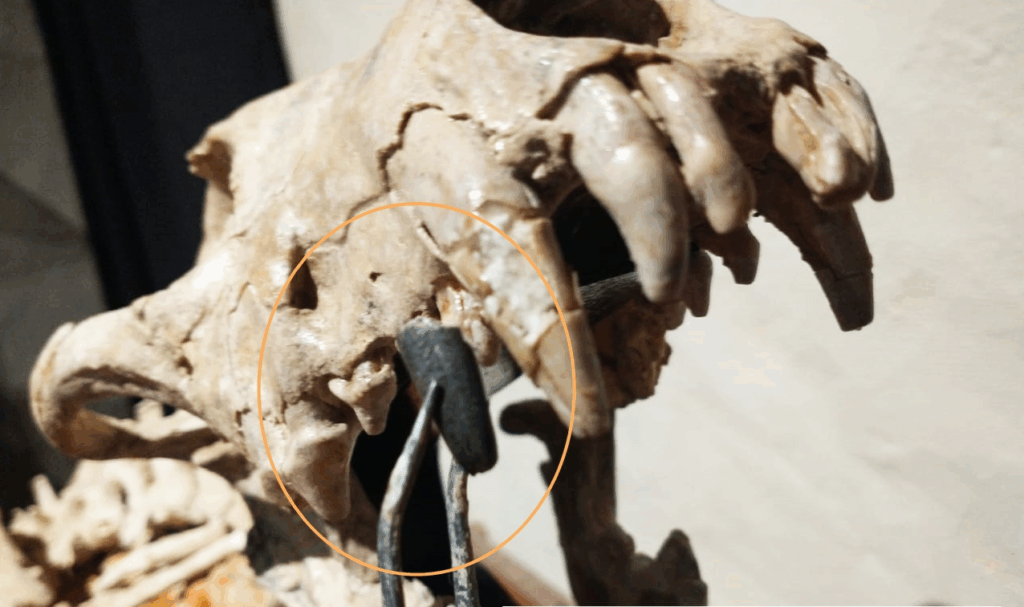 Hallan en San Pedro un colmillo fósil de un cánido que vivió hace 200 mil años