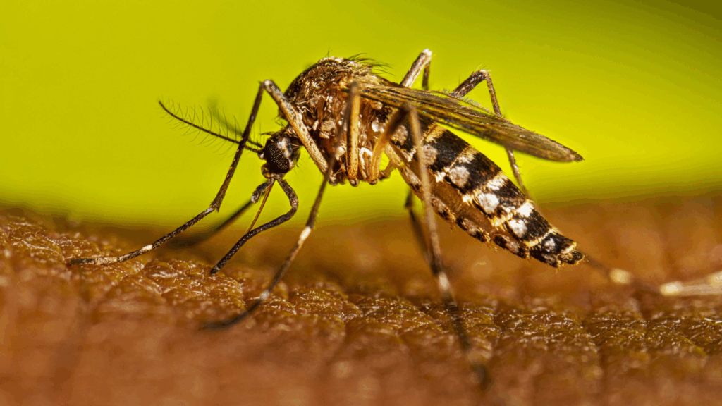 Comienza la campaña de vacunación contra el dengue en San Nicolás y en el resto de la Provincia