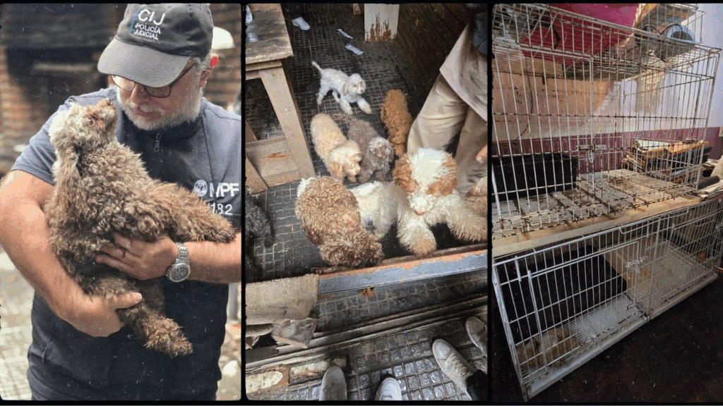 Rescataron a 14 perros caniches hacinados de un criadero ilegal en Flores