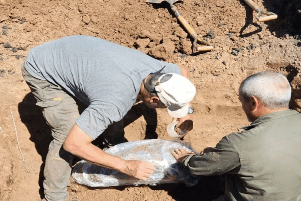 Entre Ríos: extraen restos fósiles de un gliptodonte hallado en zona rural