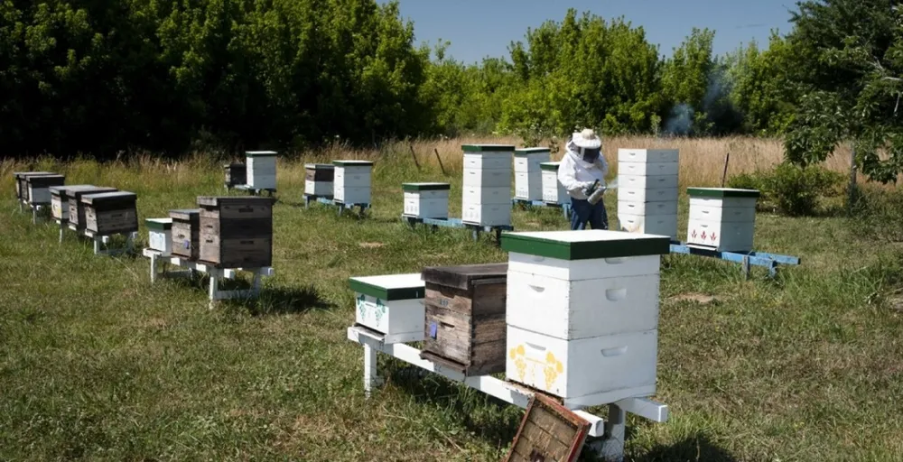 Abejas: recomendaciones para prevenir y detectar a tiempo la loque americana