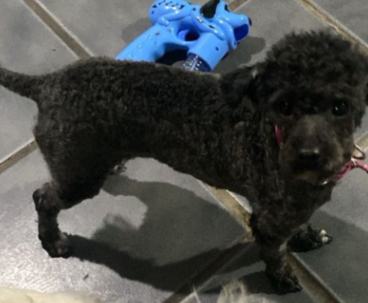 allanamiento caniche toy