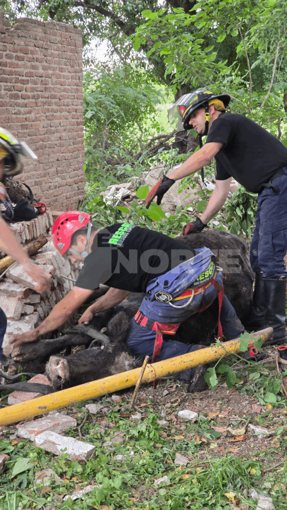 Bomberos San Nicolás rescataron a una vaca que cayó a un pozo ciego en barrio La Loma