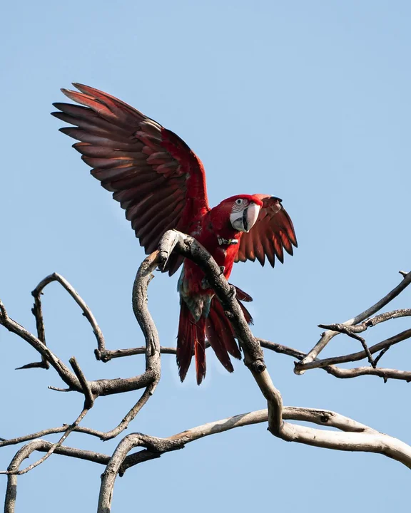 mataron con una gomera al guacamayo rojo conservación