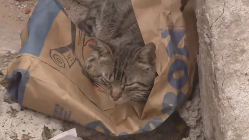 gato le salvó la vida a su dueño vivienda