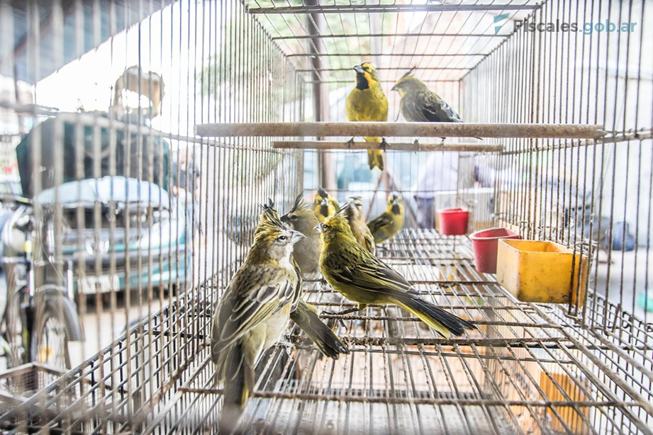 traficar y comercializar especies de aves protegidas fauna silvestre