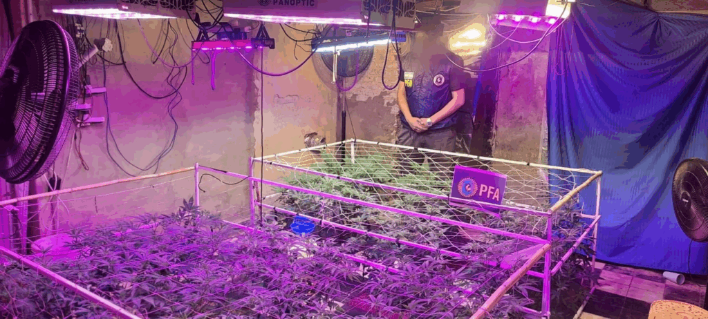 Desmantelan un invernadero clandestino de marihuana en Avellaneda: un detenido