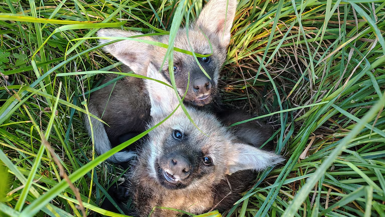 dos cachorros de aguará guazú rescatados