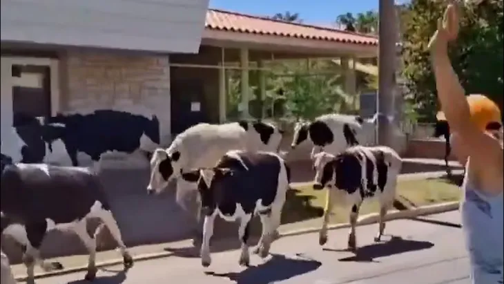 vacas Córdoba
