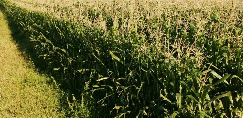 Senasa simplifica la normativa para la autorización de productos fitosanitarios
